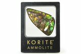 Iridescent Ammolite (Fossil Ammonite Shell) - Brilliant Greens #336271-1